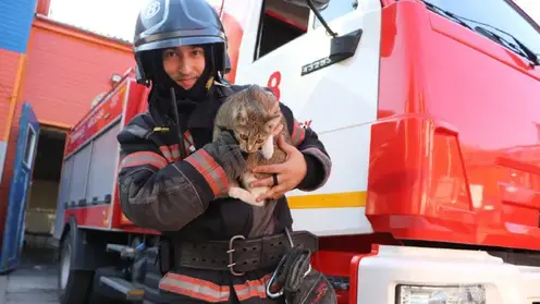 В красноярской пожарно-спасательной части служит кошка