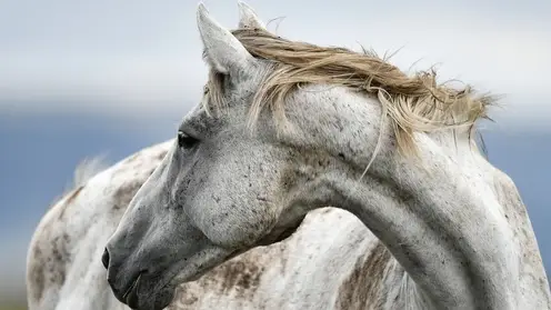 Житель многоэтажки в Кузбассе приехал домой на белом коне