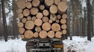 В Ирбейском районе семья депутатов вырубила лес на 3,1 млн рублей
