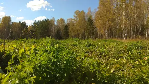 Минприроды России запретило изымать земли у дендрария в Академгородке