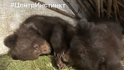 В Красноярске осиротевших медвежат назвали Крестиком и Ноликом