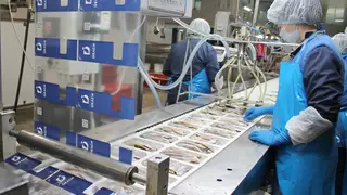 Инструменты бережливого производства внедряют на рыбоперерабатывающем заводе в Сосновоборске