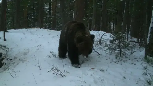 Паводки топят берлоги медведей в Томской области