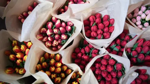 Шестьсот тысяч тюльпанов вырастили к 8 Марта в столице Приангарья