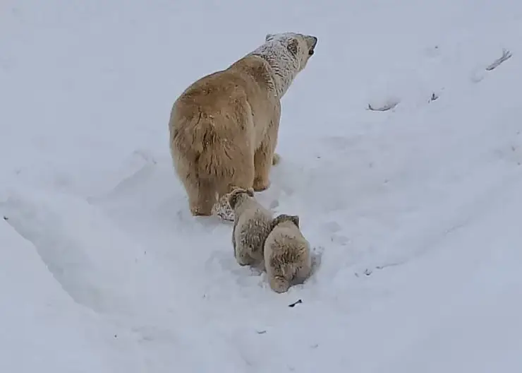В Якутии выберут имена для двух белых медвежат, родившихся в зоопарке «Орто Дойду»