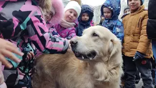 В Красноярске собаки-терапевты побывали у дошколят