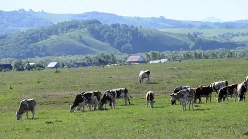 Молния убила двух коров в Иволгинском районе Бурятии