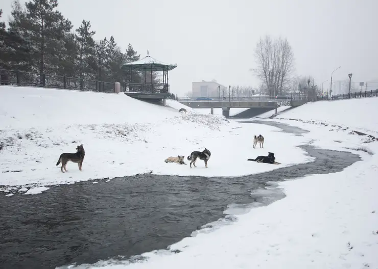 Около 1200 бродячих собак стерилизовали в Красноярске в 2023 году