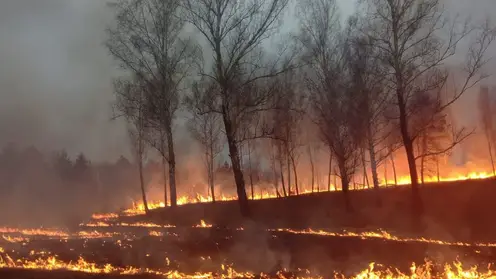 57 гектаров леса сгорело в Красноярском крае за сутки