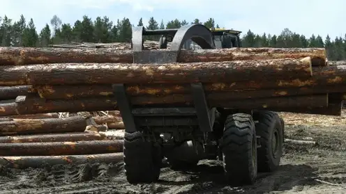 Новосибирская компания незаконно провезла через границу леса на 22 миллиона рублей