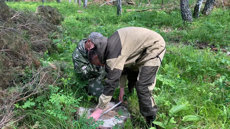 Двое красноярцев отправились в колонию за вырубку деревьев на 78 млн рублей